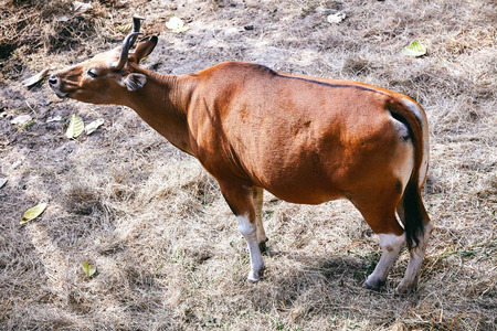 Brown common eland with spiral horns in the zooの写真素材