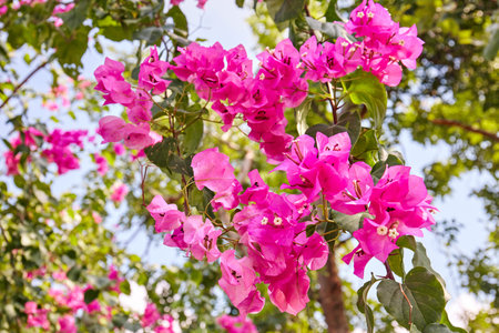 Selective focus on the pink bougainvillea flower in the park with green leaves and sky background.
