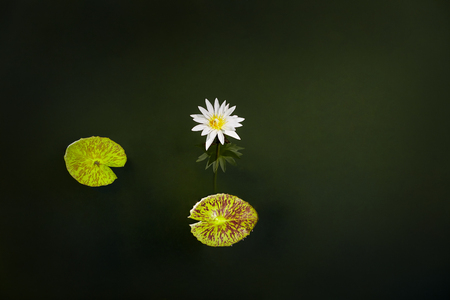 White lotus or Waterlily blossom and blooming in the pond with 2 leafs. Tranquility and relaxing atmosphere of nature background.の写真素材