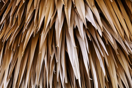 Close up, selective focus of brown dried leaves of the old tree stacked on each others. Abstract nature textured background.の写真素材