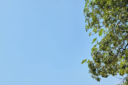 Tree green leaves and clear blue sky background with copy space. Abstract nature background.