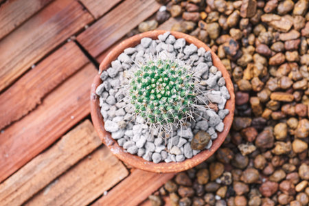 Mini echinocactus houseplants cactus decorative in brown cray pot on brown bricks background.の写真素材