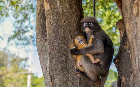 Dusky leaf monkeyの写真素材