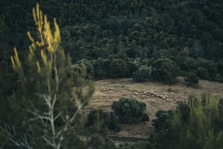 Flock of sheep grazing through the field.の写真素材