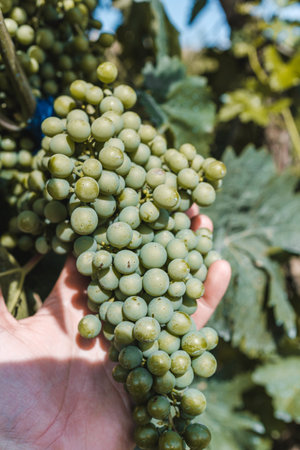 Senior adult farmer picking a ripe tomato from his home gardenの写真素材