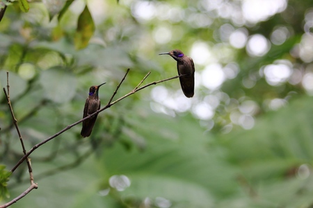 Two hummingbirds on a branch look at each other (Ecuador, South America)の写真素材