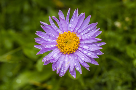 Mountain flowers Aster alpinusの写真素材