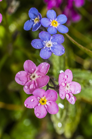 Mountain flowers Myosotis alpestrisの写真素材