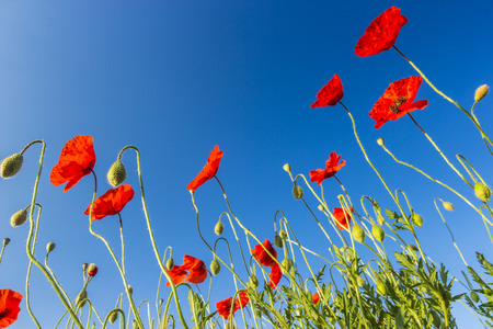 Poppies on blue skyの写真素材