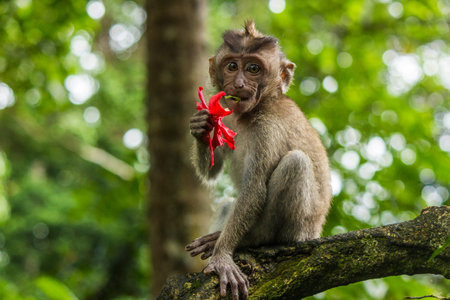 Monkey eating red flower