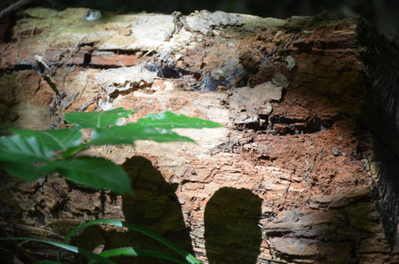 brown bark and green leaves