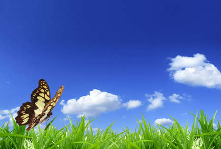 Nature background: brown butterfly on green grass.の写真素材