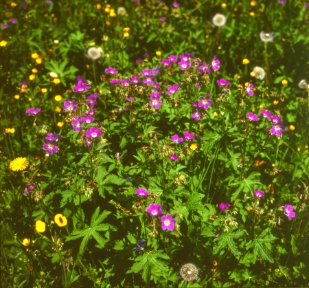 Meadow cranesbill (Geranium pratense) or woodland geranium flower の写真素材