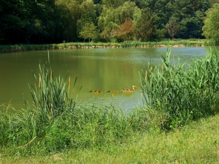 Idyllic fishing pond with a duck family  The fish ponds are located in Retzbach near Wuerzburg in Germany の写真素材