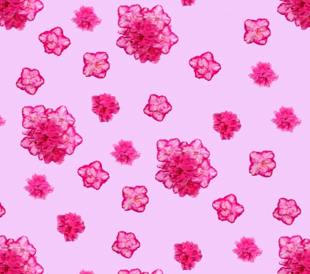 A pattern of pink blossoms of azaleas and roses decorated (Rhododendron simsii) on a pink background. の写真素材
