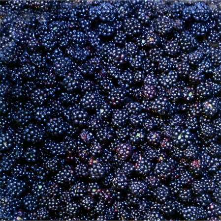 Pattern of blackberriesの写真素材