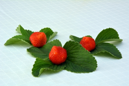 Three Strawberries on leavesの写真素材