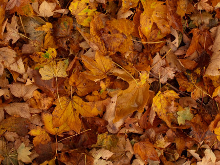 Pattern of colorful leaves of maple trees in autumn 3