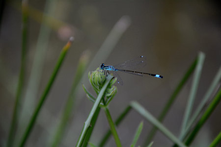blue-tailed damselfly or common bluetail
