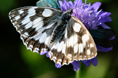 marbled white on a purple blossomの写真素材