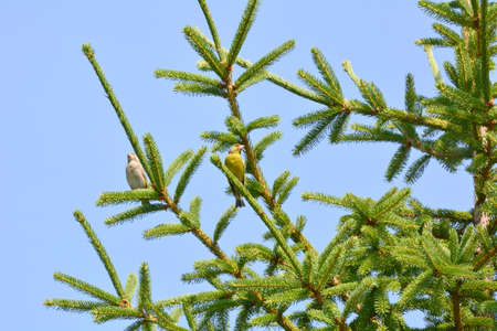 two greenfinchs the male and the female sitting on branchesの写真素材