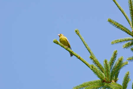 A male greenfinch sits on a branchの写真素材