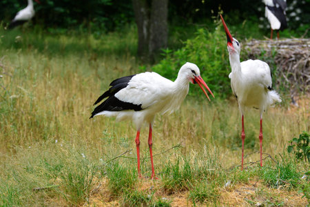 two white storks standing on a meadow