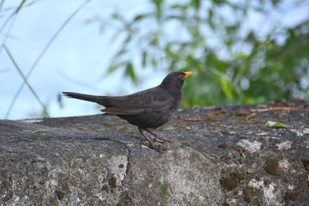 A male blackbird sits on a wallの写真素材