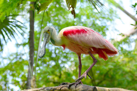 An roseate spoonbill is in a enclosureの写真素材