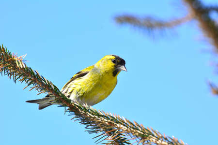 A male siskin sits on a branchの写真素材