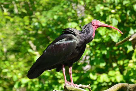 An hermit ibis is in a enclosureの写真素材