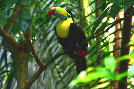 An Toucan is in a enclosureの写真素材