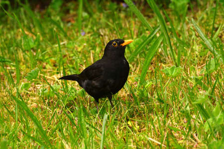 A male blackbird sits on a branchの写真素材