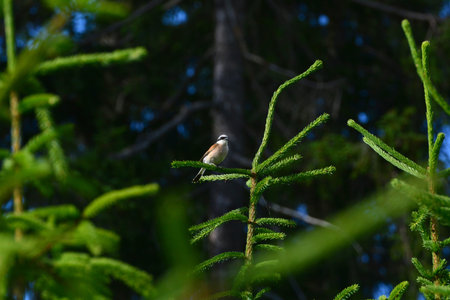 A male red-backed shrike sits on a branchの写真素材