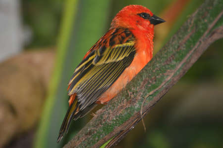 An estrildid finch is in a enclosureの写真素材