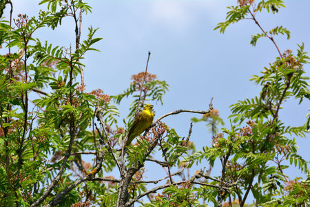 A yellowhammer sits on a branchの写真素材