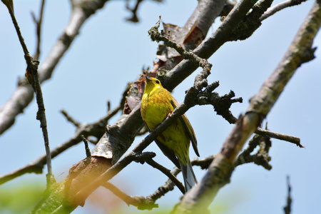 An yellowhammer sits on a branchの写真素材