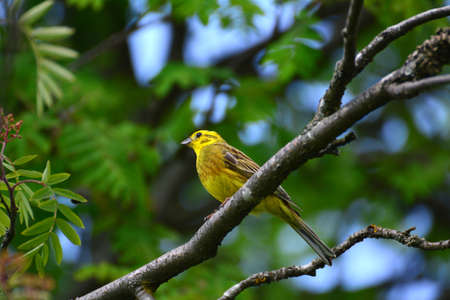 A yellowhammer sits on a branchの写真素材