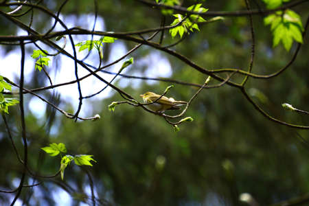 A willow warbler sits on a branchの写真素材