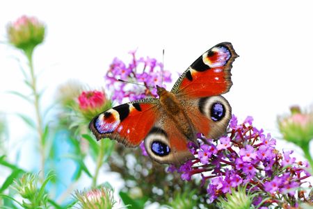 Macro of a peacock butterfly partly isolated.の写真素材