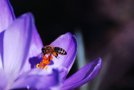 Bee at a purple crocus