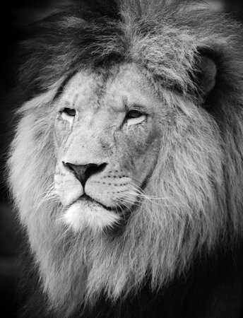Wild lion portrait in black and white.