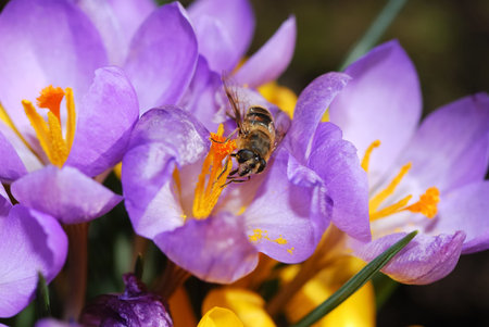 Bee sitting on a purple crocus flower.