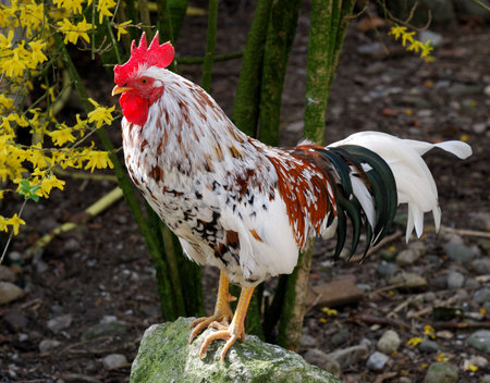 Picture of a rooster.