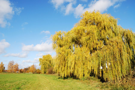 Autumn landscape in Bavaria with a weeping willow