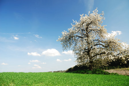 Spring scenic whith a flowering tree in Bavaria