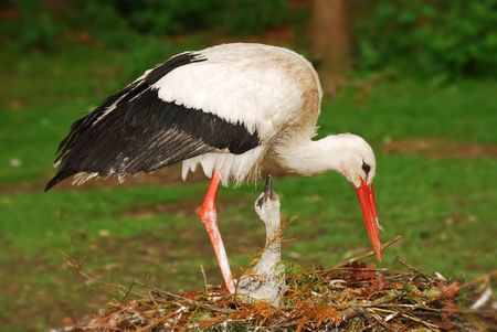 Stork in its nest feeding a newbornの写真素材
