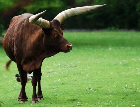 Brown Watusi cattle with very big hornsの写真素材
