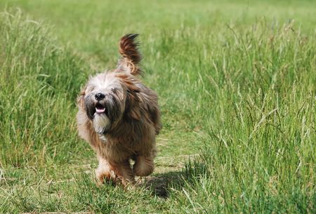 Young brown tibetan terrier puppyの写真素材