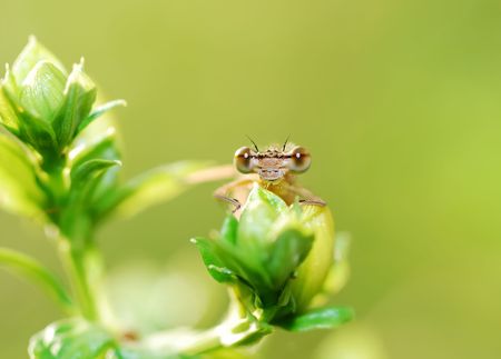 Portrait of a damselfly sitting on a plantの写真素材